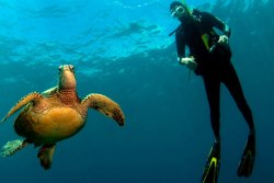 Lanzarote Scuba Diving Holiday - Costa Teguise. Turtle.